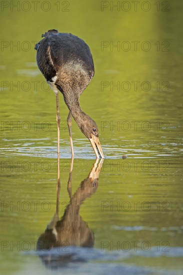 Black Stork (Ciconia nigra) juvenile foraging, Saxony-Anhalt, Germany