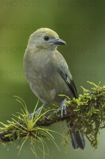 Palm Tanager (Thraupis palmarum) perched on a branch in Costa Rica