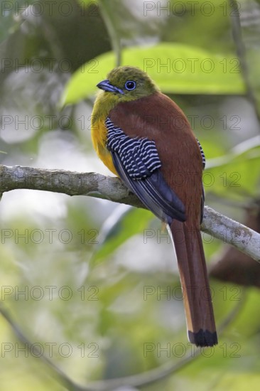 Orange-breasted Trogon (Harpactes oreskios), Malaysia