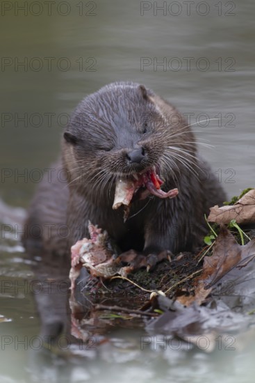 Eurasian otter (Lutra lutra) adult animal feeding on a fish on a river bank, England, United Kingdom