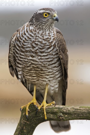Eurasian Sparrowhawk (Accipiter nisus), Saxony-Anhalt, Germany