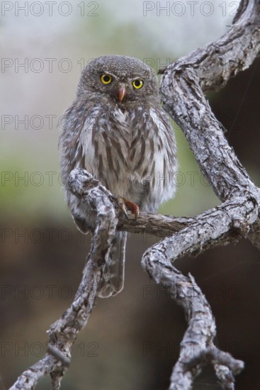 Northern Pygmy-Owl (Glaucidium gnoma) perched on a branch in southern Arizona, USA