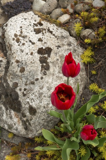 Garden tulips, gravel bed, native garden, East Frisia, Germany