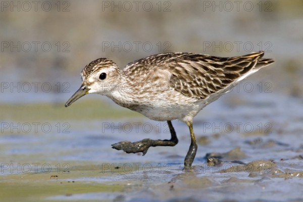 Long-toed Stint (Calidris subminuta) foraging, Western Australia, Australia