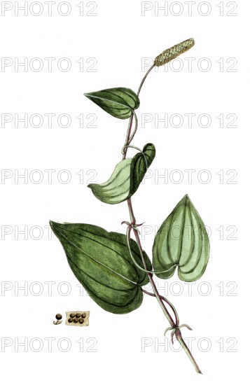 Piper longum, long pepper, long pepper, digital reproduction of a historical original, between 1790 and 1810