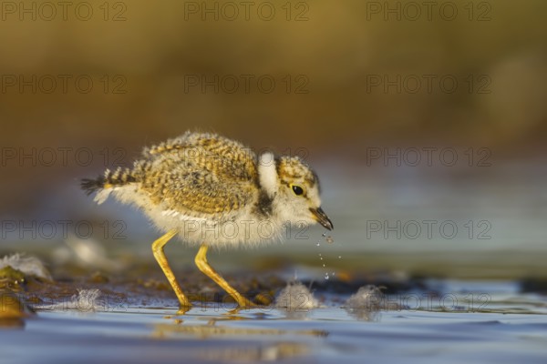 Little Ringed Plover (Charadrius dubius) chick, North Rhine-Westphalia, Germany