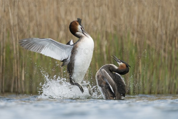Great Crested Grebe (Podiceps cristatus) fighting over territory, North Rhine-Westphalia, Germany