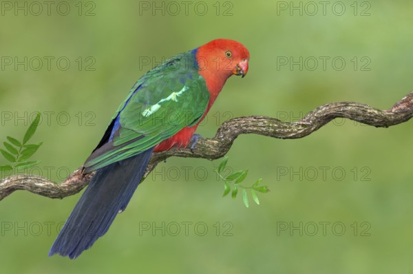 Australian King Parrot (Alisterus scapularis) male, Victoria, Australia