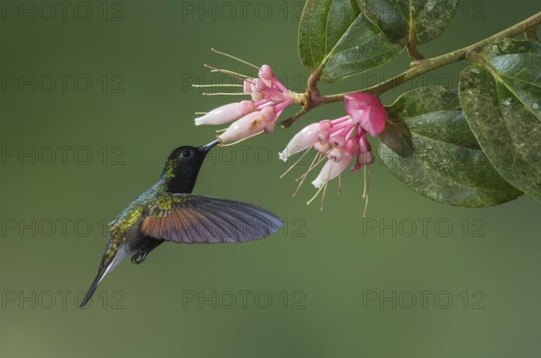 Black-bellied Hummingbird (Eupherusa nigriventris), Costa Rica