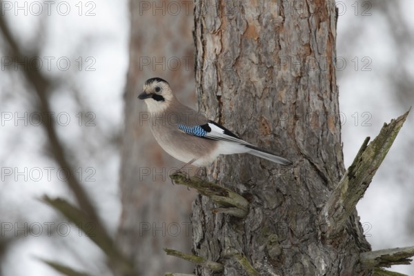 Jay in a park. Krasnodar. Russia