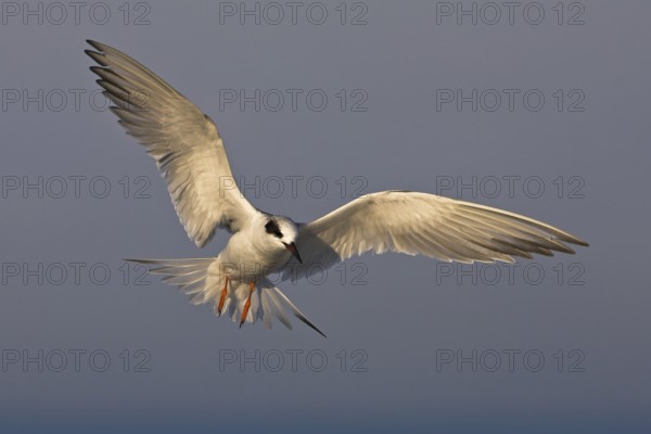 Forster's Tern (Sterna forsteri) flying, Florida, USA
