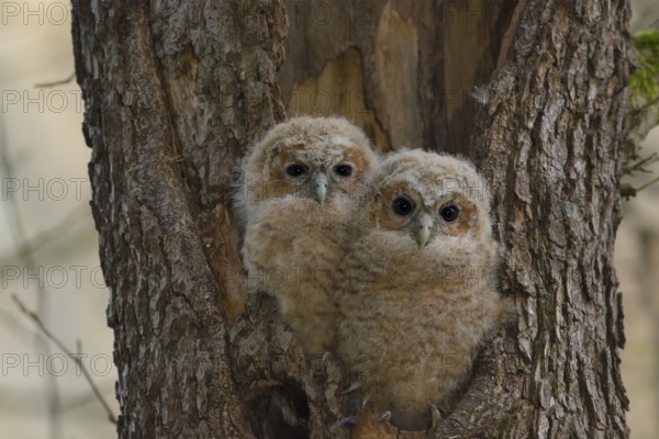 Tawny Owl (Strix aluco) two chicks looking out from breeding hole, Saxony, Germany