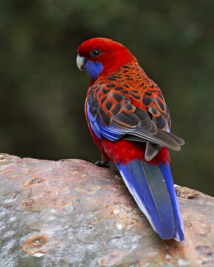 Crimson Rosella (Platycercus elegans), Australian Capital Territory, Australia