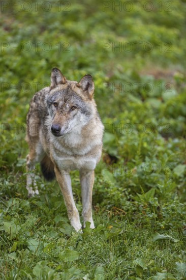 One adult eurasian gray wolf (Canis lupus lupus) walking through the green undergrowth at a forest edge