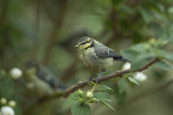 Blue tit (Cyanistes Caeruleus) juvenile garden bird on a shrub in summer, Suffolk, England, United Kingdom