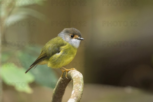Pale-yellow Robin (Tregellasia capito nana) perched on a branch, Queensland, Australia