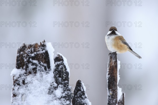 Grey-headed Chickadee (Poecile cinctus), Finland