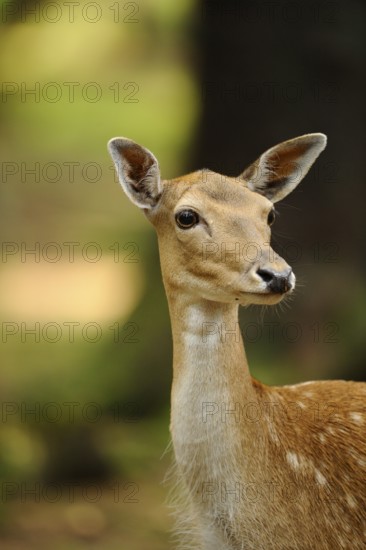 Close-up of a calm deer in the forest with soft light and green background, fallow deer (Dama dama) Bavarian Forest National Park