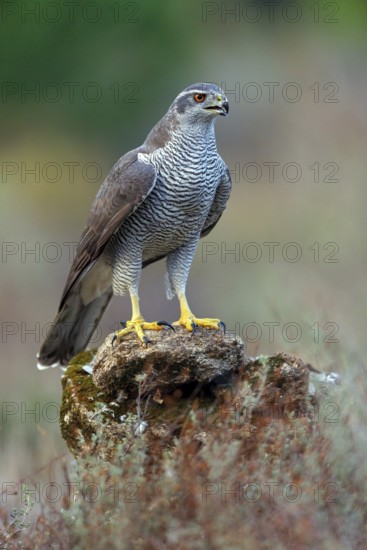 Northern northern goshawk (Accipiter gentilis), Autour des palombes, Hides De Calera / Goshawk Hide, Calera Y Chozas, Castilla La Mancha / Toledo, Spain