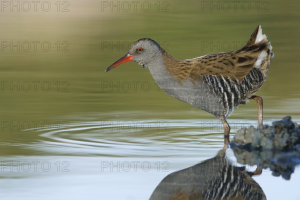 Water Rail (Rallus aquaticus) foraging, Tuscany, Italy