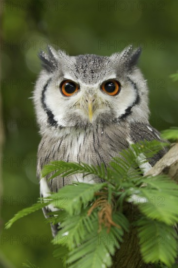 Northern White-faced Owl (Ptilopsis leucotis) captive, Germany