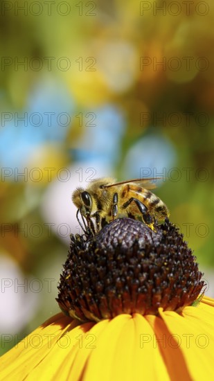European honey bee (Apis mellifera), collecting nectar from a yellow coneflower (Echinacea paradoxa), close-up with bokeh in the background, macro photograph, Wilnsdorf, North Rhine-Westphalia, Germany