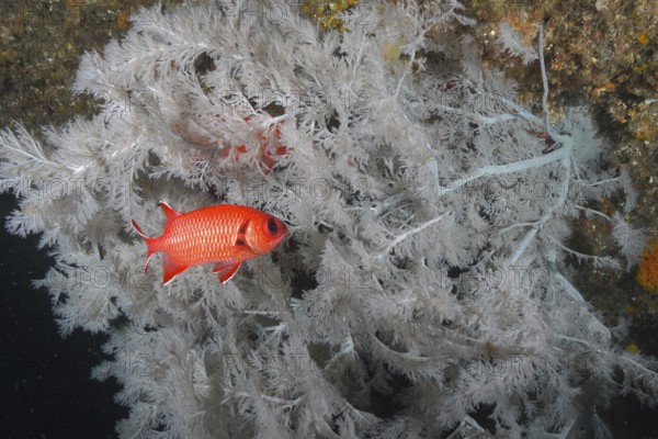 White-fringed soldierfish (Myripristis murdian)