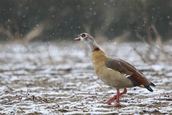 Egyptian Goose (Alopochen aegyptiaca), North Rhine-Westphalia, Germany