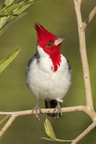 Red-crested Cardinal (Paroaria coronata) perched on a branch in the Pantanal of Brazil