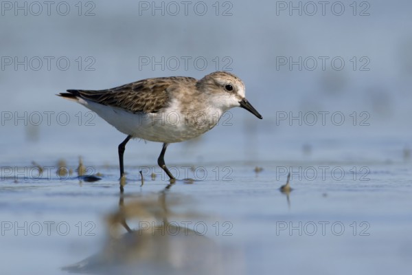 Red-necked Stint (Calidris ruficollis) foraging, Victoria, Australia