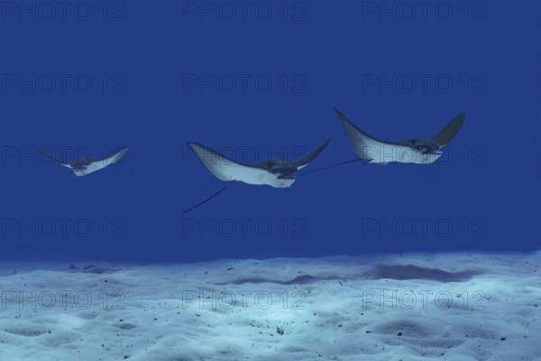A trio of spotted eagle rays swims gracefully over the sandy seabed in the crystal-clear waters of the Maldives, displaying their distinctive patterns and elegant movements