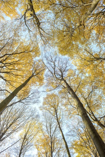 European beech (Fagus sylvatica), Laußnitzer Heide, Germany