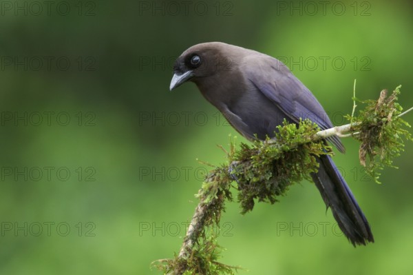 Purplish Jay (Cyanocorax cyanomelas) perched on a branch in Bolivia, South America