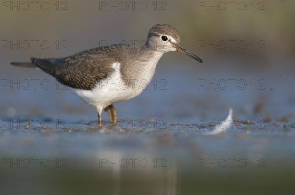 Common Sandpiper (Actitis hypoleucos), Thuringia, Germany
