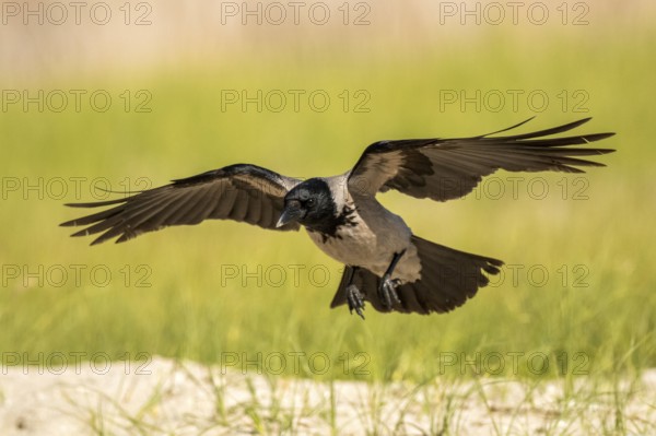 Hooded Crow (Corvus cornix) flying, Romania