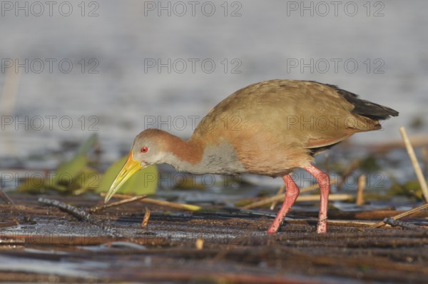 Giant Wood Rail (Aramides ypecaha) foraging, Corrientes, Argentina
