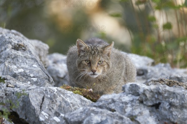 Wild Cat (Felis silvestris) female resting on rocks, Castile-León, Spain