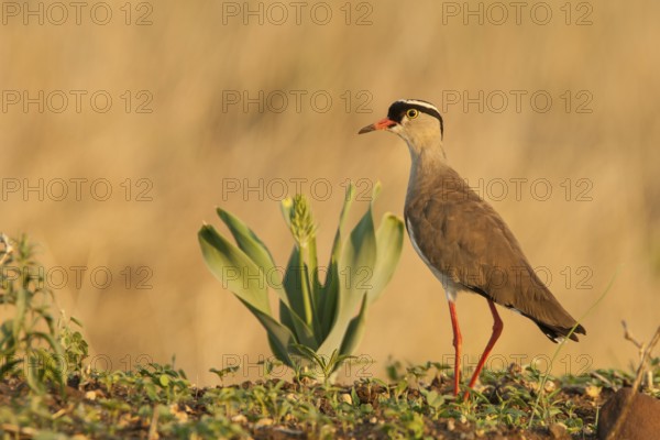 Crowned Lapwing (Vanellus coronatus), Mpumalanga, South Africa