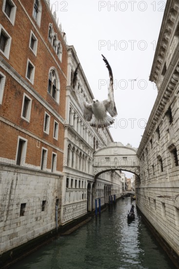 A seagull soars above a Venetian canal, framed by historic architecture and a gondola gliding beneath the famous Bridge of Sighs. This scene captures Venice's unique charm