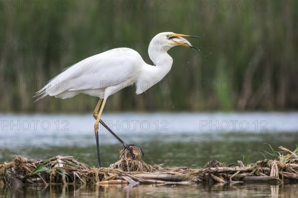Great Egret (Ardea alba) eating a fish, Subotica, Serbia