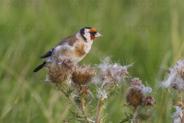 Stieglitz in der Mauser