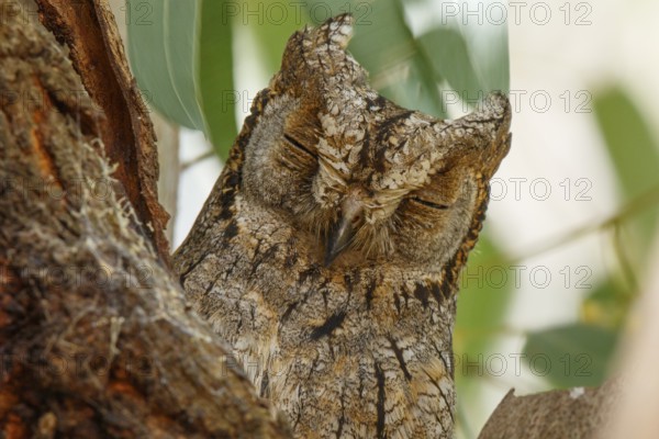 Eurasian Scops Owl (Otus scops), Lesvos, Greece