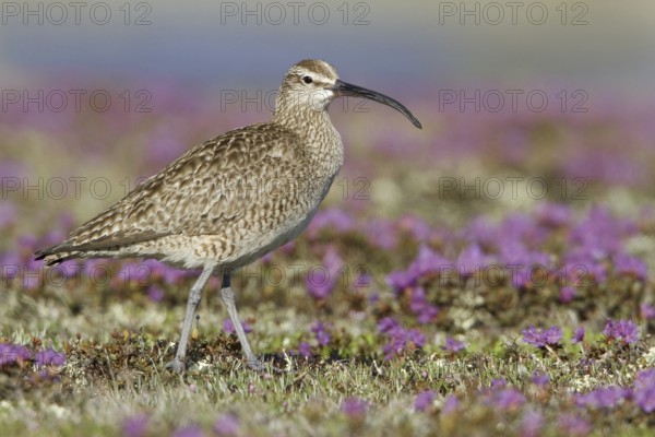 Whimbrel (Numenius phaeopus), Manitoba, Canada