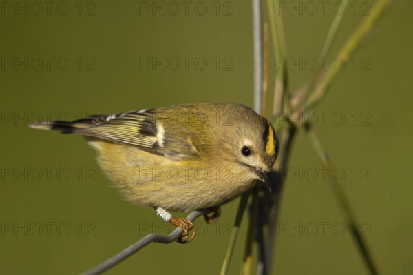 Goldcrest (Regulus regulus), Smaland, Sweden