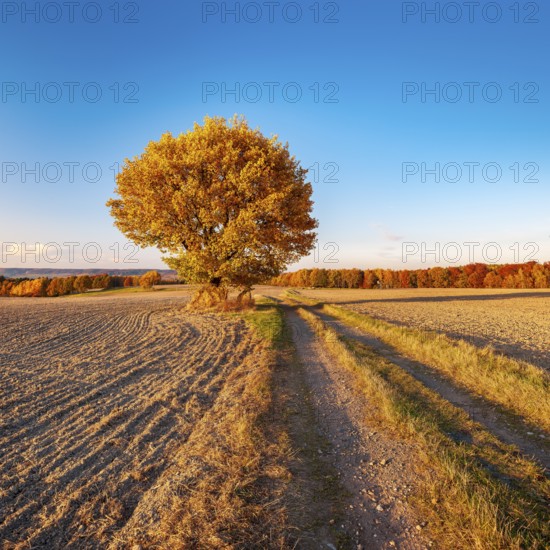 Field landscape in evening light, solitary oak on a dirt road in full autumn colors, ploughed field, Bürgel church tower in the back, Saale-Holzland district, Thuringia, Germany