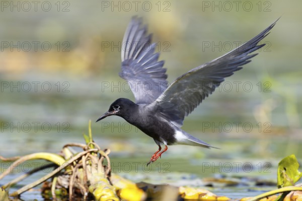 Black Tern (Chlidonias niger) flying, Mecklenburg-Western Pomerania, Germany