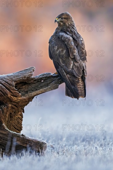 Common Buzzard (Buteo buteo) perched on a stump, Saxony-Anhalt, Germany