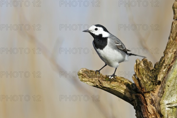 White Wagtail (Motacilla alba), Mecklenburg-Western Pomerania, Germany