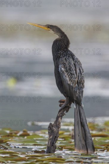 Anhinga (Anhinga anhinga) perched on a branch in Manu National Park, Peru