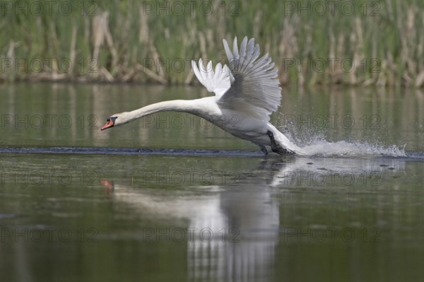 Mute Swan (Cygnus olor) flying, Germany